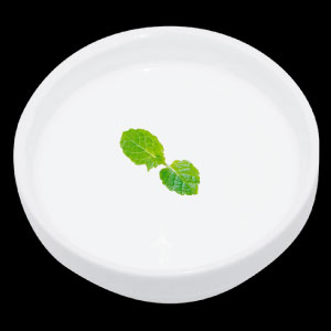 杏仁豆腐