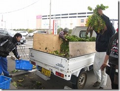 大根2持ち上げ